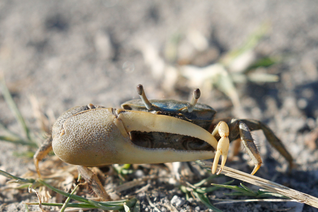 Mud Fiddler Crab
