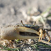 Mud Fiddler Crab - Photo (c) Linda, some rights reserved (CC BY-NC), uploaded by Linda