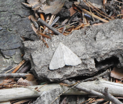 Chytolita morbidalis