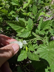 Rubus glaucifolius ganderi