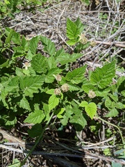 Rubus glaucifolius ganderi