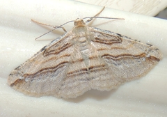 Syneora lithina
