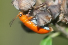 Aulacophora relicta
