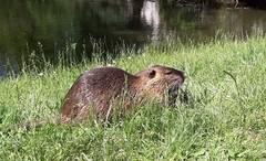 Myocastor coypus