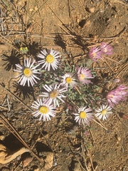 Townsendia florifera