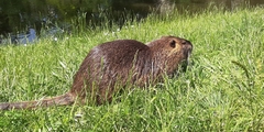 Myocastor coypus