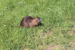 Myocastor coypus