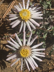 Townsendia florifera