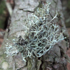 Pseudevernia cladonia