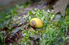 Littorina obtusata