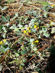 Acmispon heermannii orbicularis