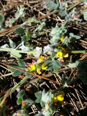 Acmispon heermannii orbicularis