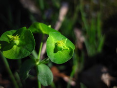 Euphorbia roemeriana