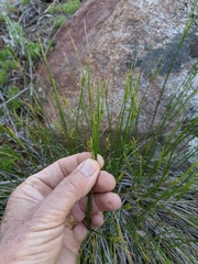 Carex triquetra