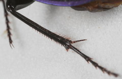 Pasimachus punctulatus