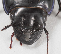 Pasimachus punctulatus