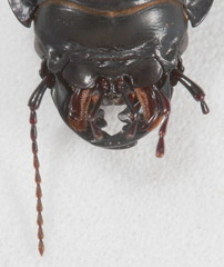 Pasimachus punctulatus