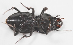 Pasimachus punctulatus