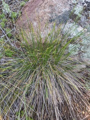 Carex triquetra