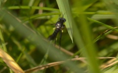 Dioctria atricapilla