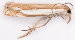 Crambus pascuella
