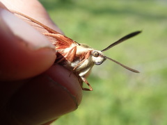 Hemaris gracilis