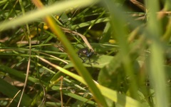 Dioctria atricapilla