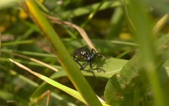 Dioctria atricapilla