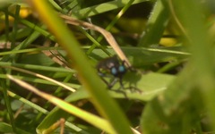 Dioctria atricapilla