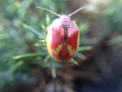 Paropsisterna selmani