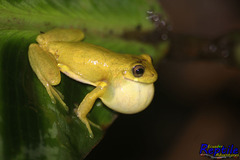 Dendropsophus carnifex