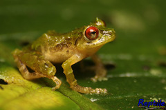 Pristimantis crucifer