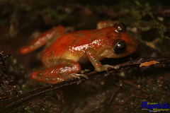 Pristimantis luteolateralis