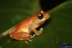 Pristimantis luteolateralis
