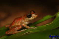 Pristimantis luteolateralis