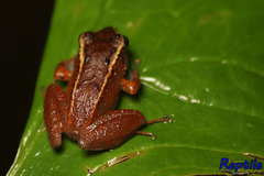Pristimantis illotus