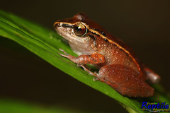 Pristimantis illotus