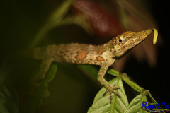 Anolis proboscis