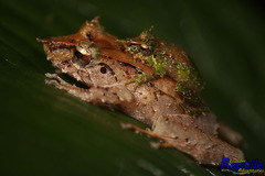 Pristimantis appendiculatus