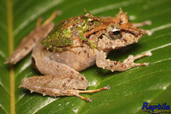 Pristimantis appendiculatus