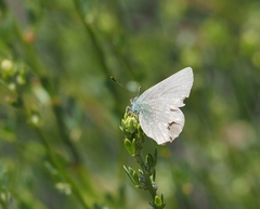 Callophrys dumetorum