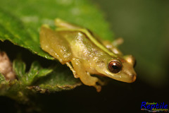 Pristimantis eremitus