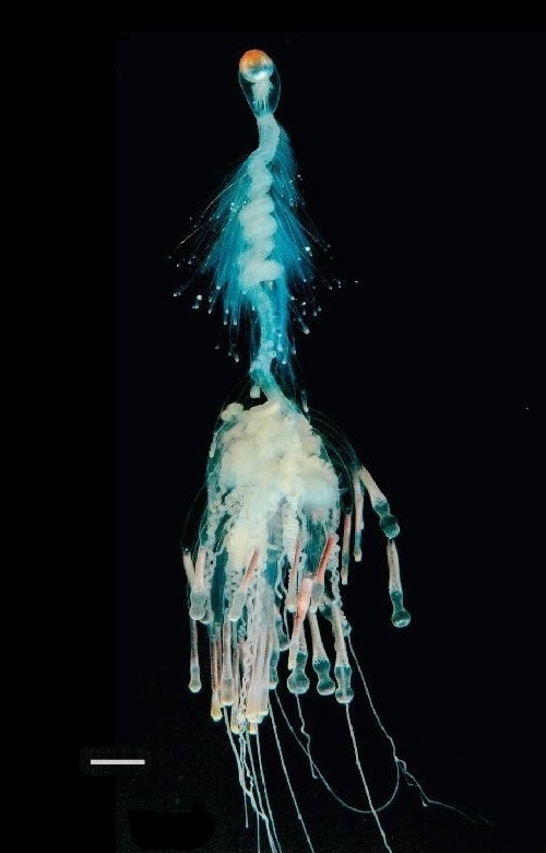 Bathyphysa