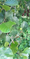 Alnus glutinosa