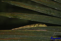 Anolis fraseri