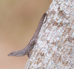 Anolis jubar albertschwartzi