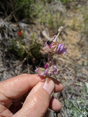 Lupinus excubitus austromontanus