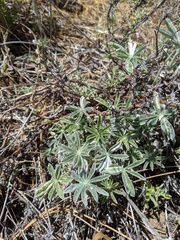 Lupinus excubitus austromontanus