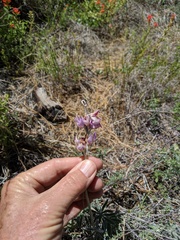 Lupinus excubitus austromontanus