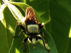 Laphria vorax